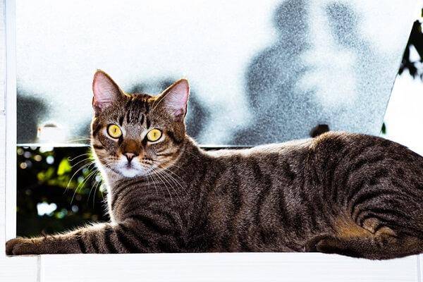 Brazilian Shorthair