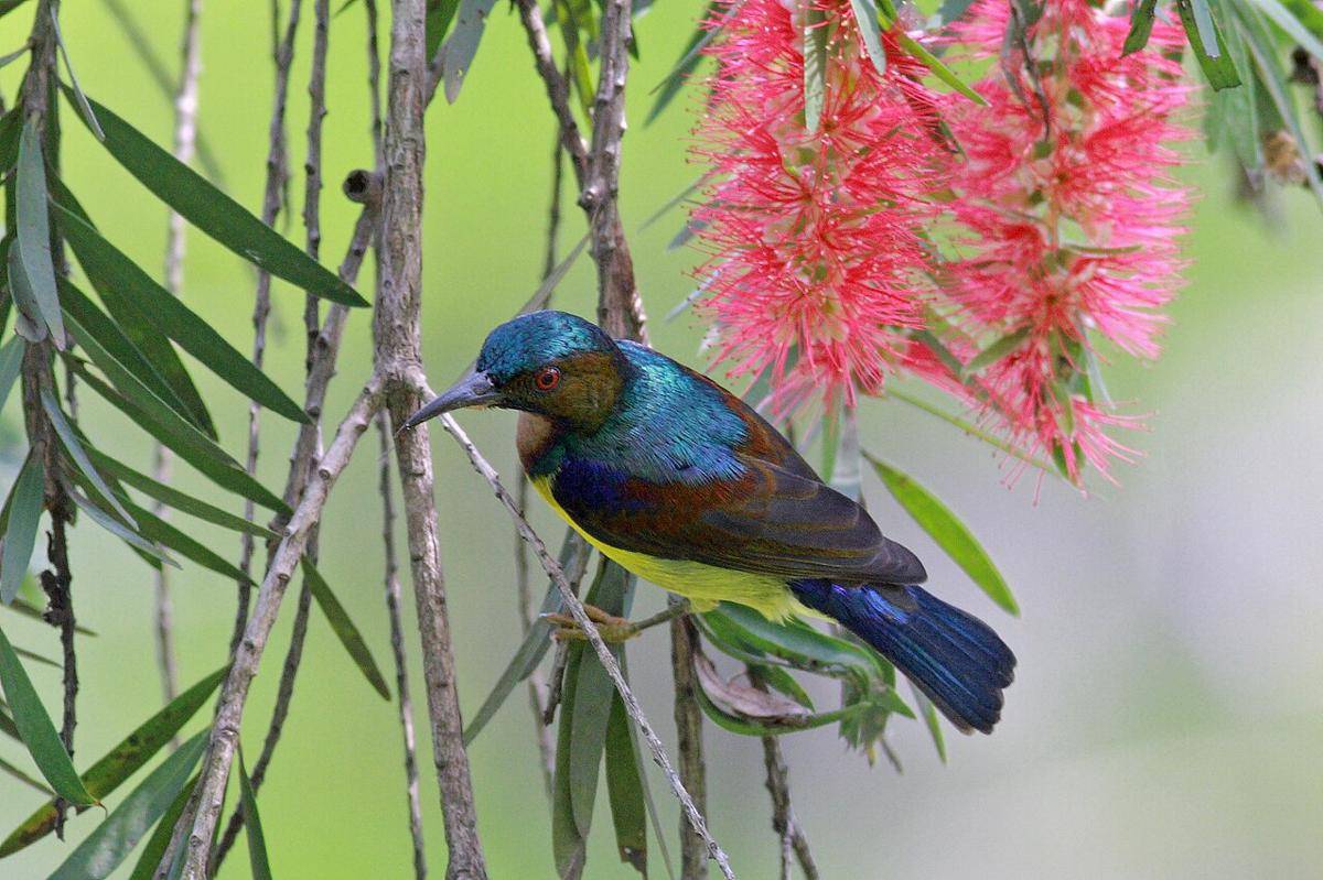 Burung Biru Cantik Asli Indonesia