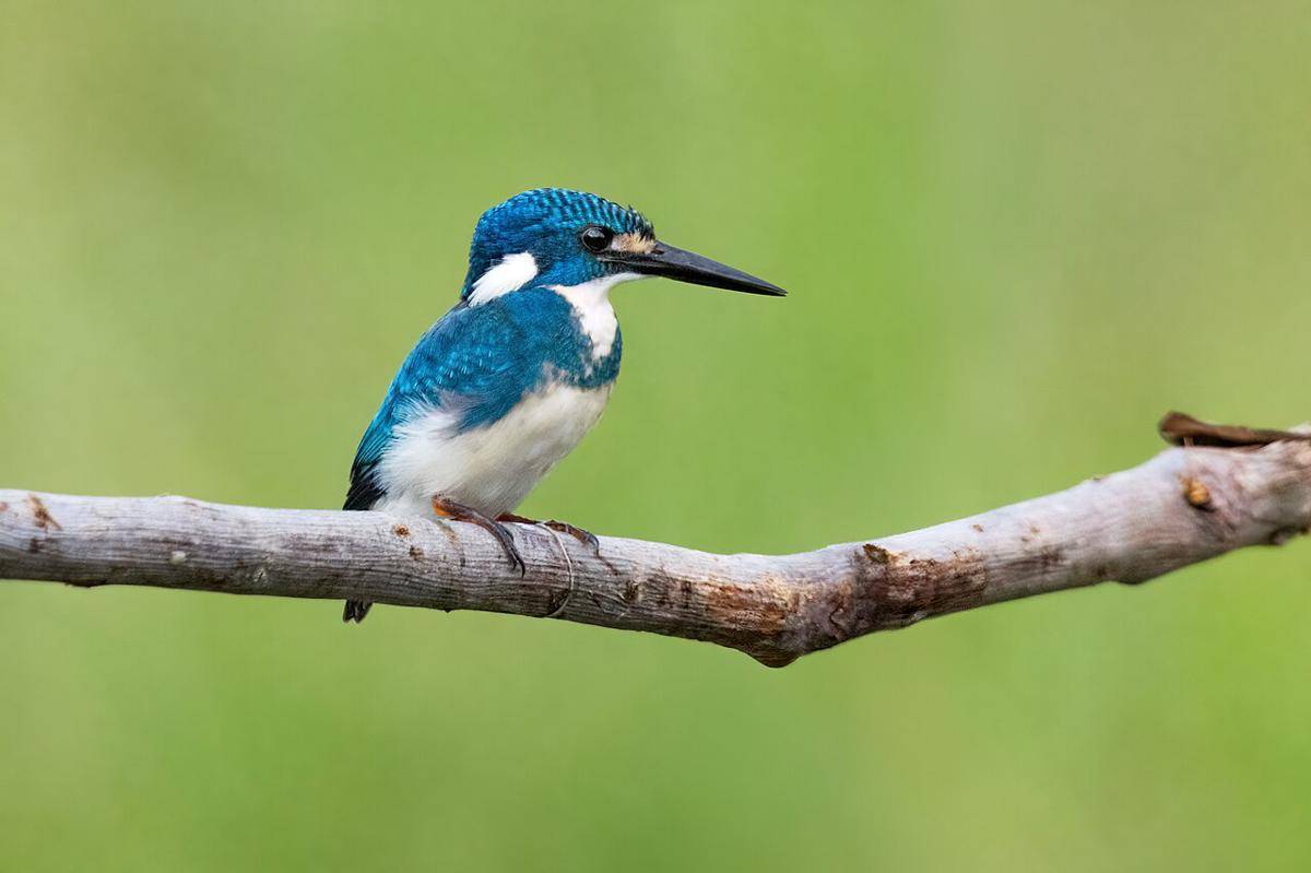 Burung Biru Cantik Asli Indonesia