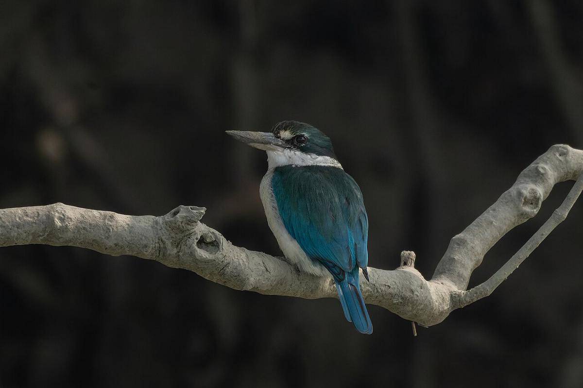 Burung Biru Cantik Asli Indonesia