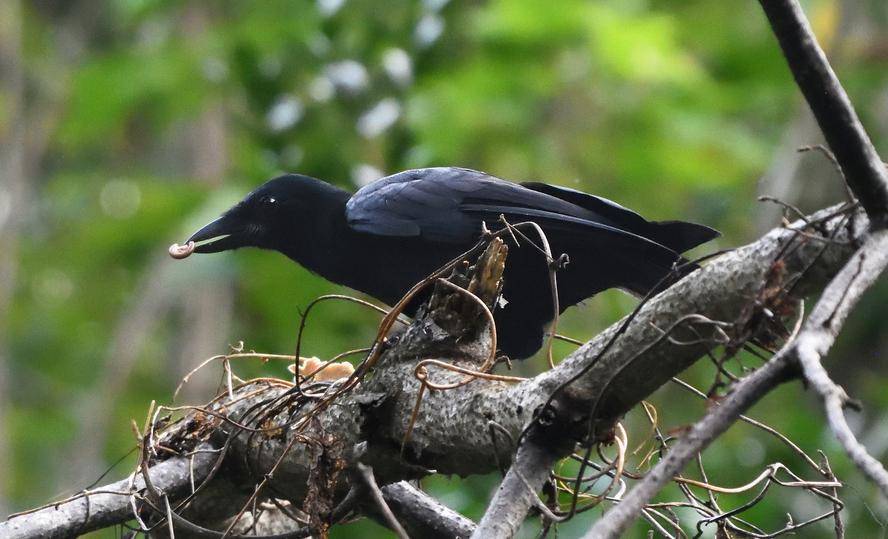 New Caledonian crow (commons.m.wikimedia.org/Yi-Kai Tea)