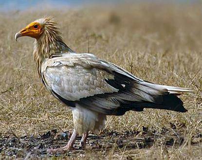 Hering Mesir (commons.m.wikimedia.org/Kousik Nandy)
