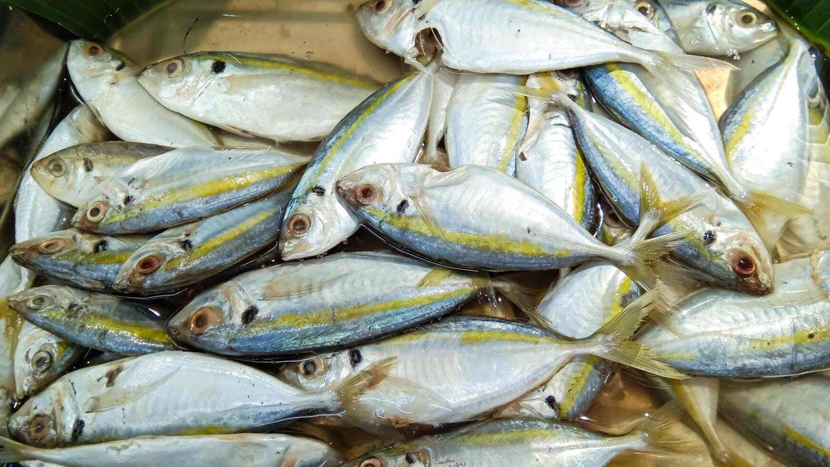 ilustrasi ikan yang baru saja ditangkap 