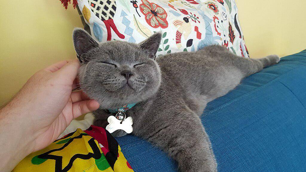 Brazilian Shorthair