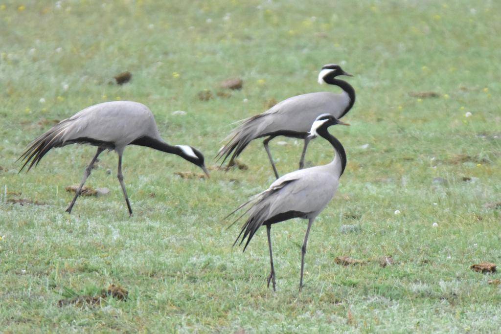 Demoiselle Crane