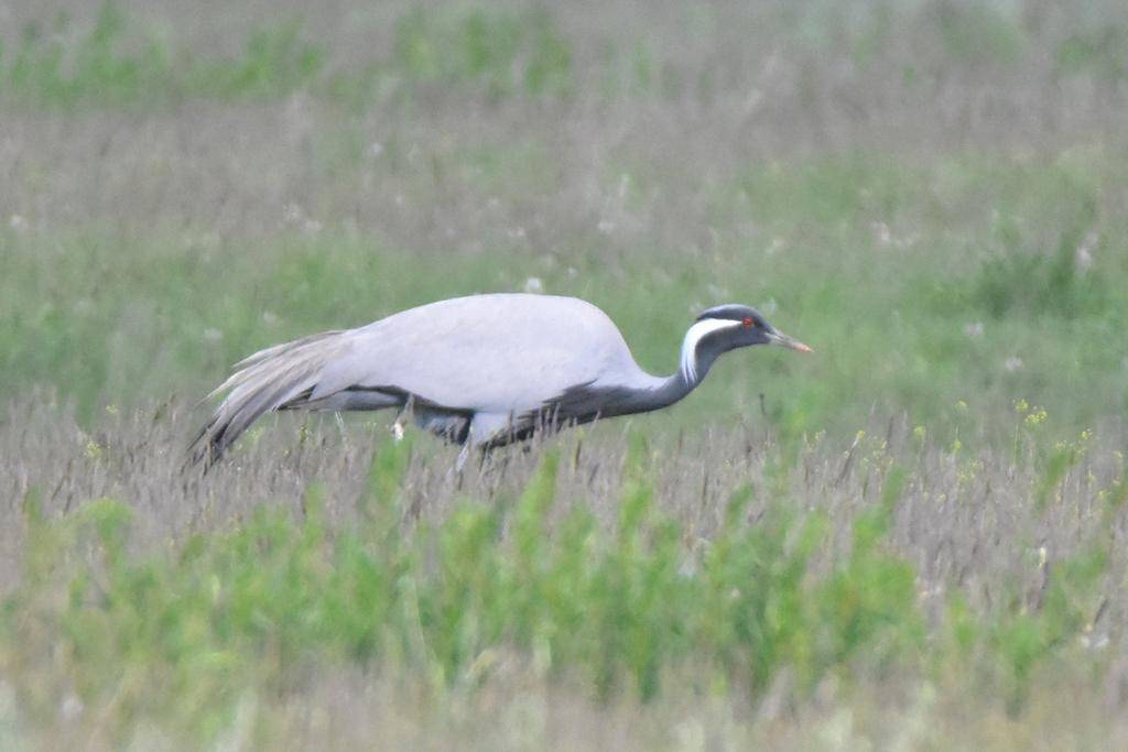 Demoiselle Crane