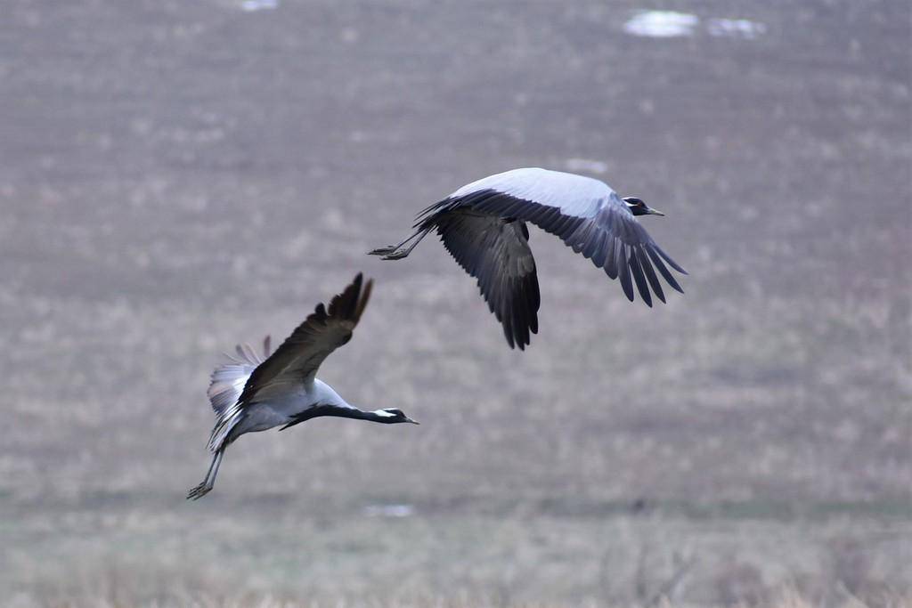 Demoiselle Crane