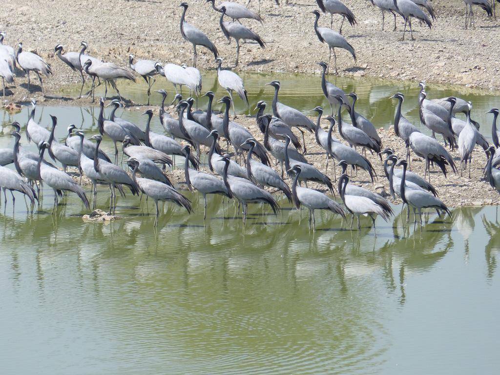 Demoiselle Crane