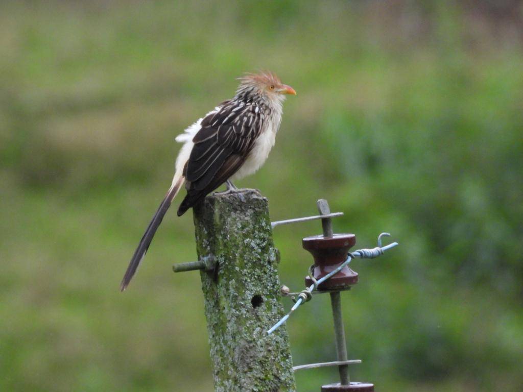 Guira Cuckoo