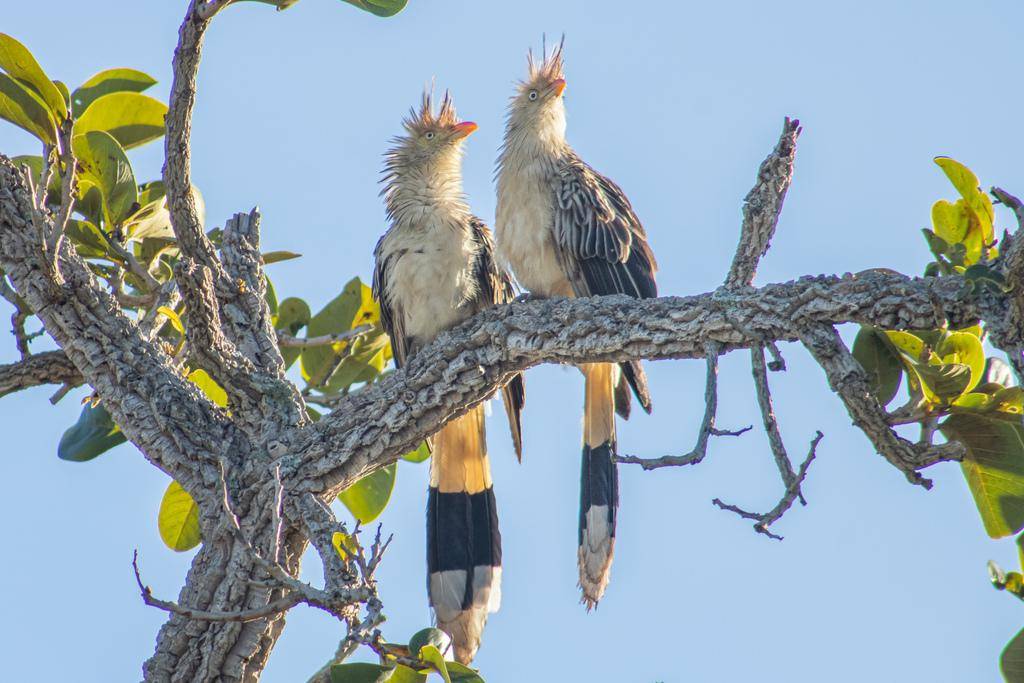 Guira Cuckoo