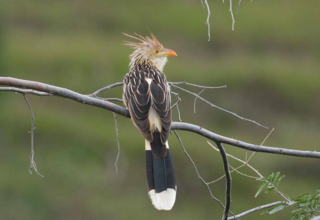 Guira Cuckoo
