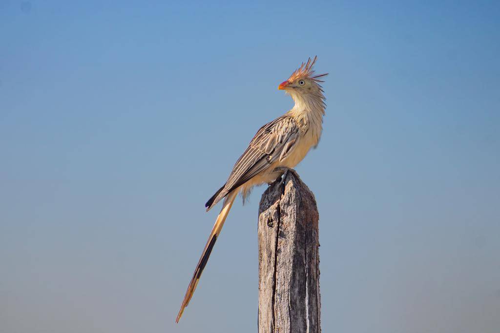 Guira Cuckoo