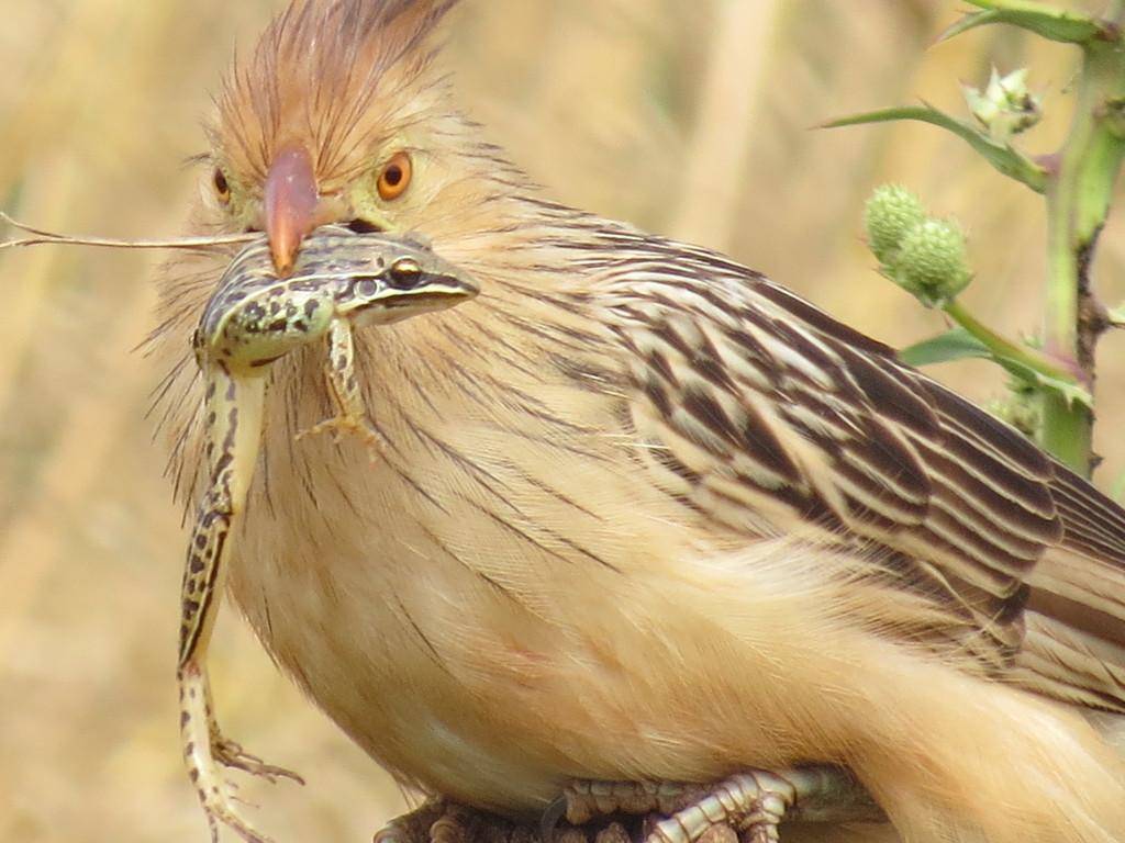 Guira Cuckoo