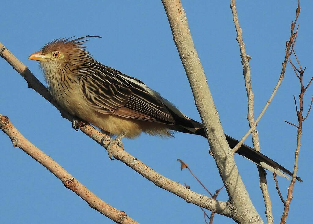 Guira Cuckoo