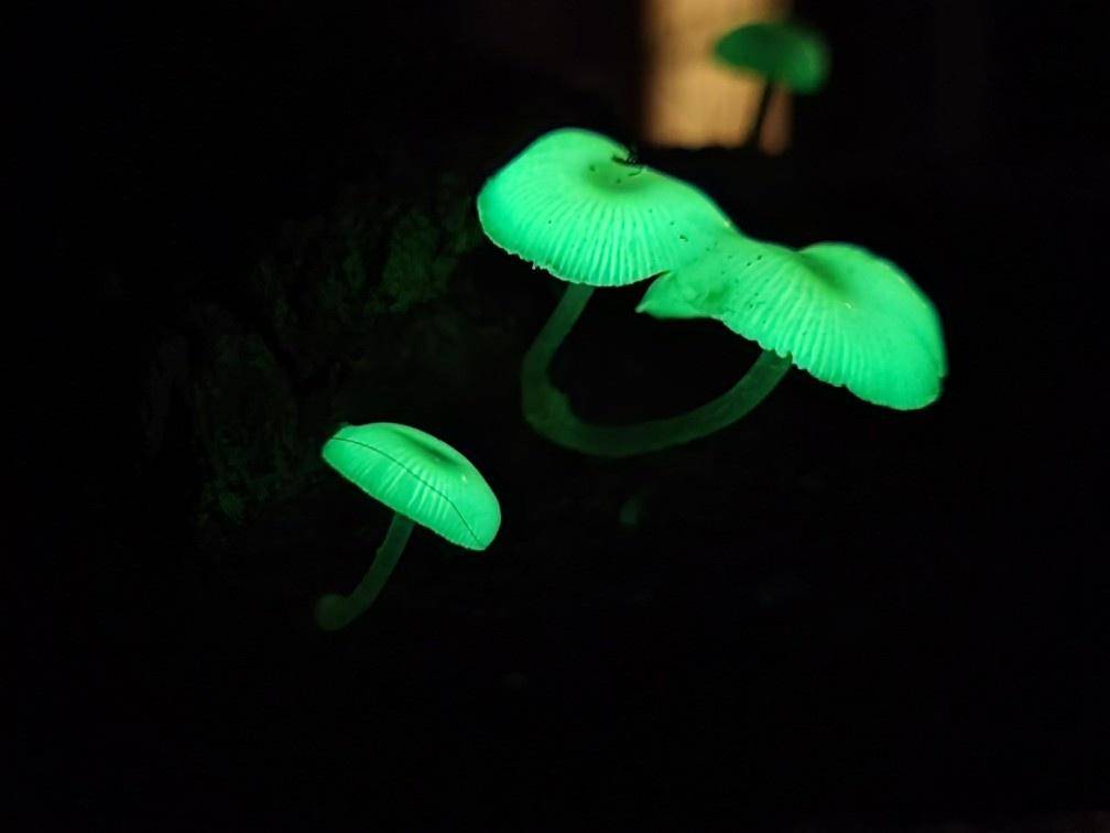 Ilustrasi jamur bioluminesens yang memesona tapi mengandung senyawa luciferin (inaturalist.org/galadriel_on_dmt)