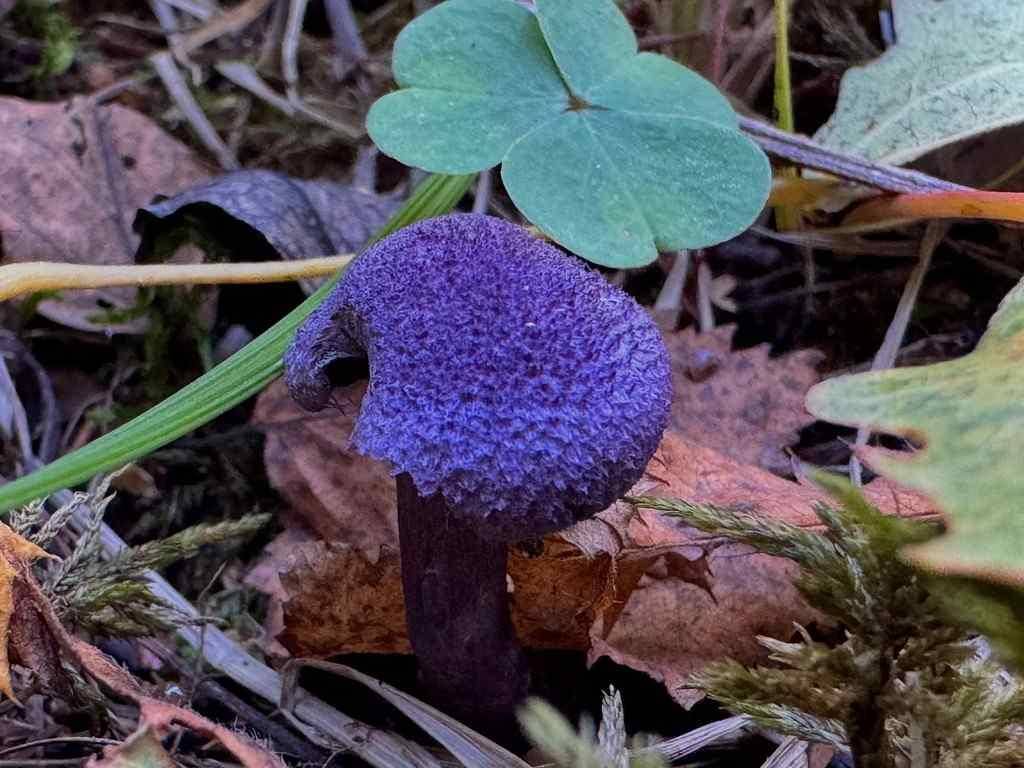 Ilustrasi jamur Cortinarius yang berwarna nila dan cantik tapi amat beracun bagi ginjal (inaturalist.org/rruusunnuppu)