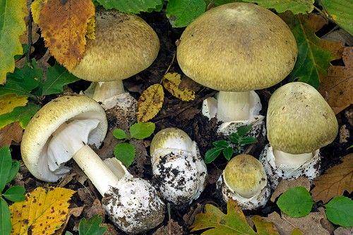 Ilustrasi jamur death cap yang tampak kuning dan kalem tapi paling berbahaya (inaturalist.org/Federico Calledda)