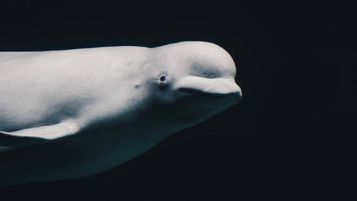 Paus Beluga Bisa Ubah Bentuk Kepala untuk Bertahan di Arktik