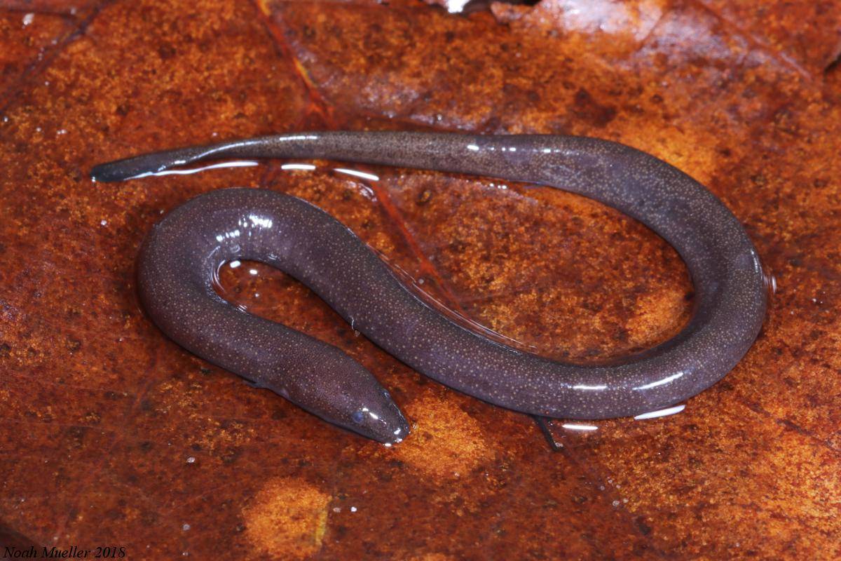 Amphiuma