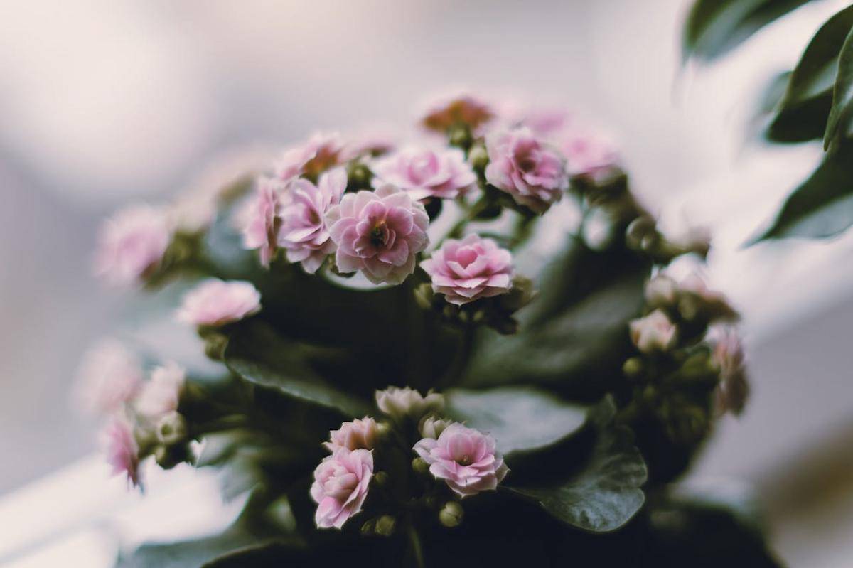 ilustrasi kalanchoe (pexels.com/Markus Winkler)