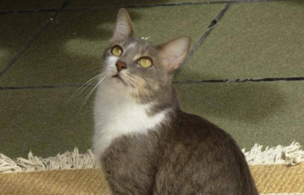 Brazilian Shorthair