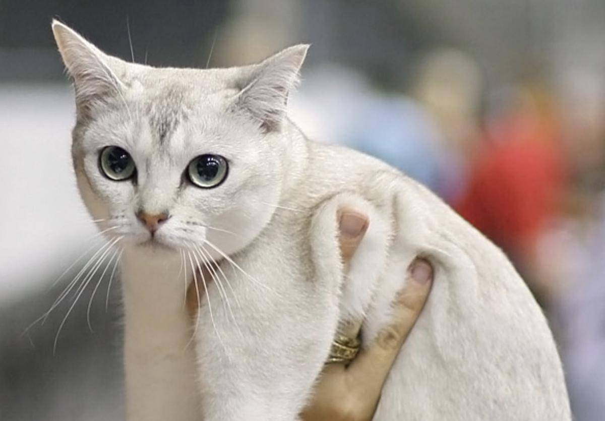 kucing Burmilla