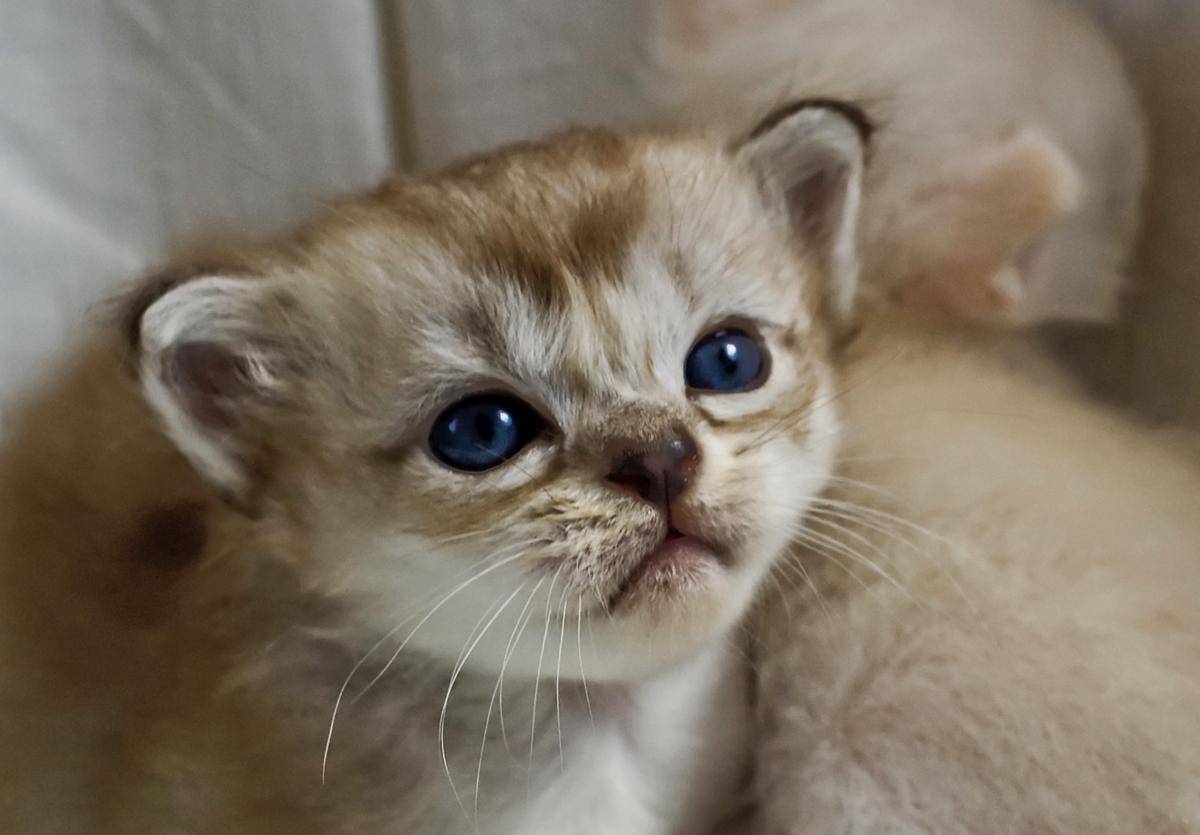 kucing Burmilla