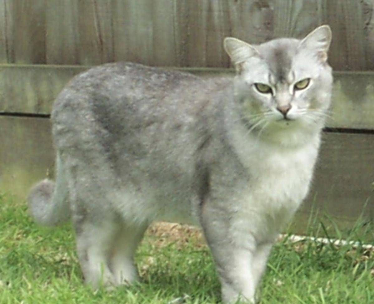 kucing Burmilla
