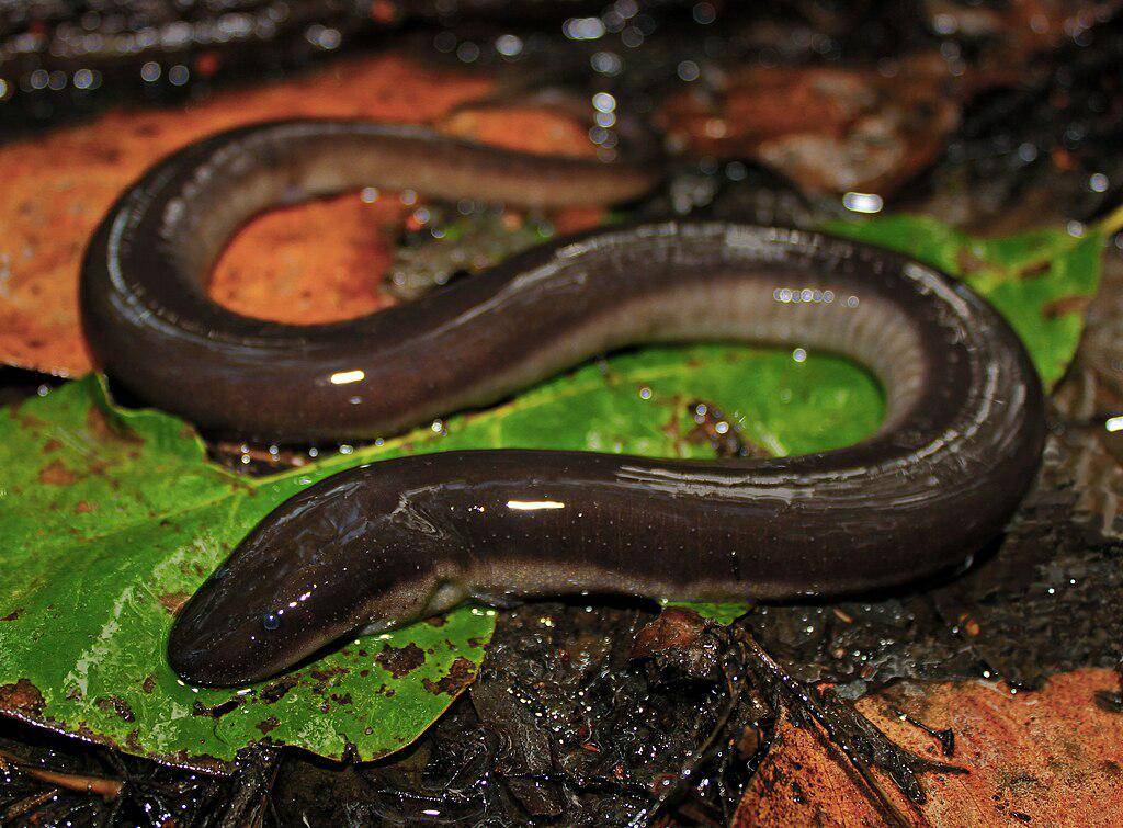 Amphiuma