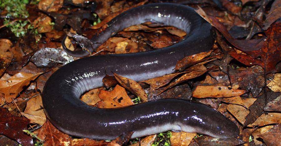 Amphiuma