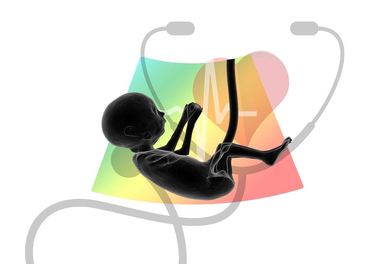 ilustrasi perkembangan janin (pixabay.com/Gerd Altmann)