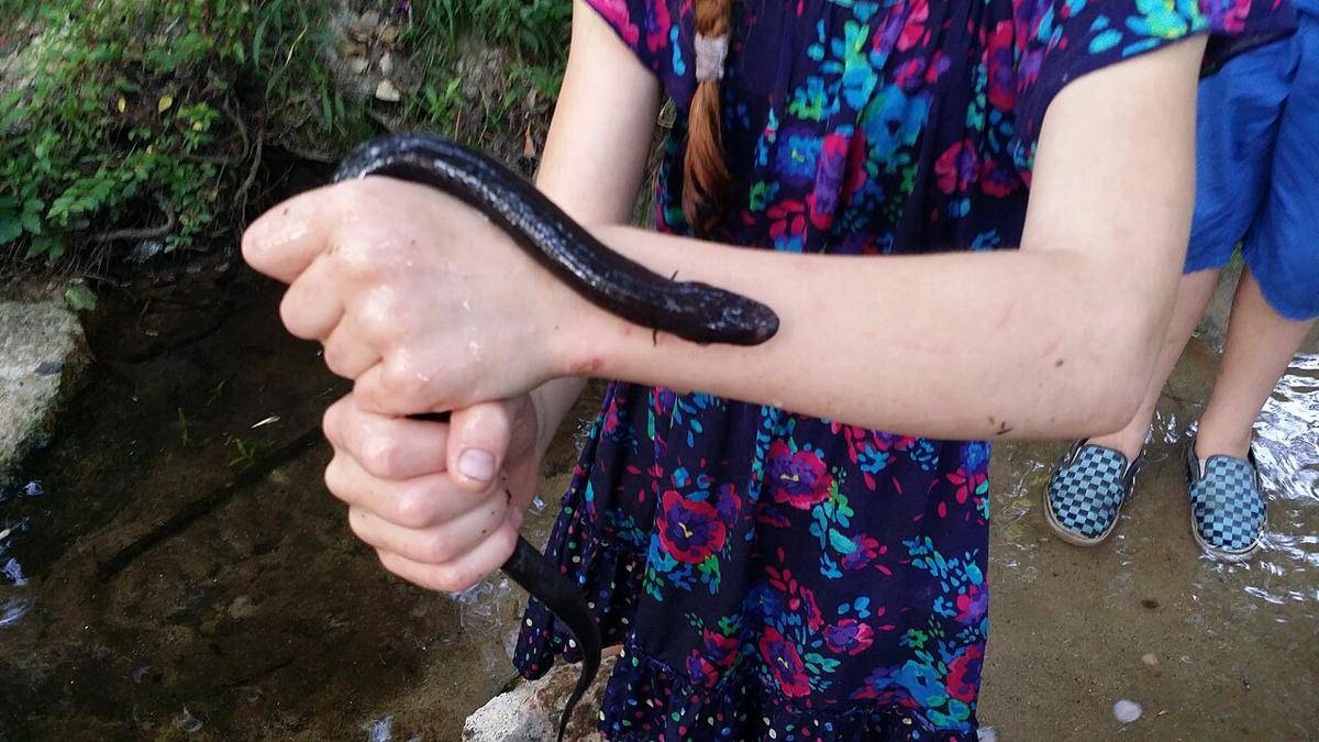 Amphiuma