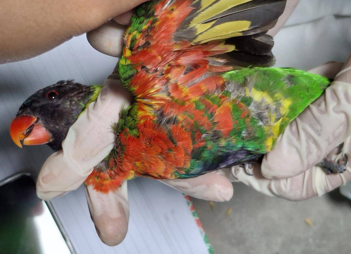 Lorikeet Breeding Center Perkici Dada Merah di Taman Safari Bali 