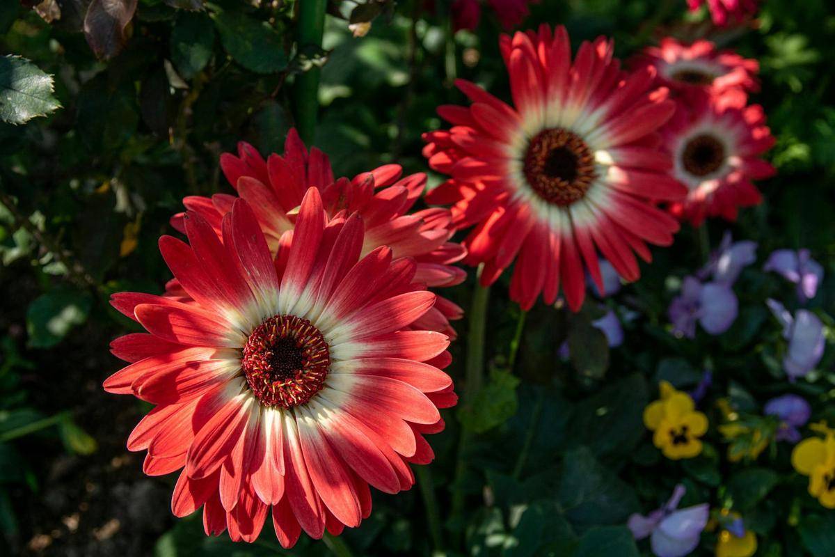 ilustrasi tanaman gerbera daisy (pexels.com/Sheng-lu Wu)