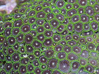 Biota Laut