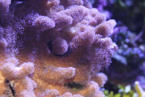 Biota Laut