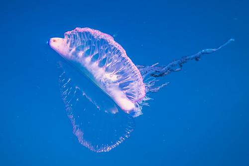Biota Laut