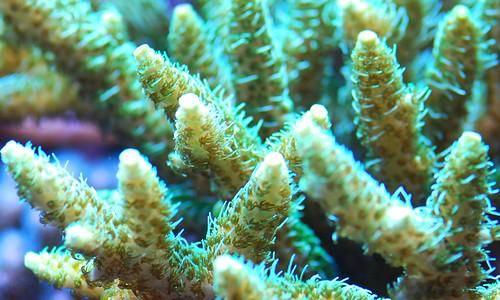 Biota Laut