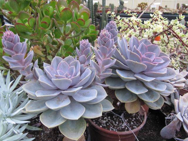 ilustrasi tanaman echeveria ‘Perle von nurnberg’ (commons.wikimedia.org/Leonora Enking)