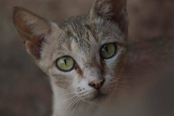 kucing German Rex (dok. cats.com)