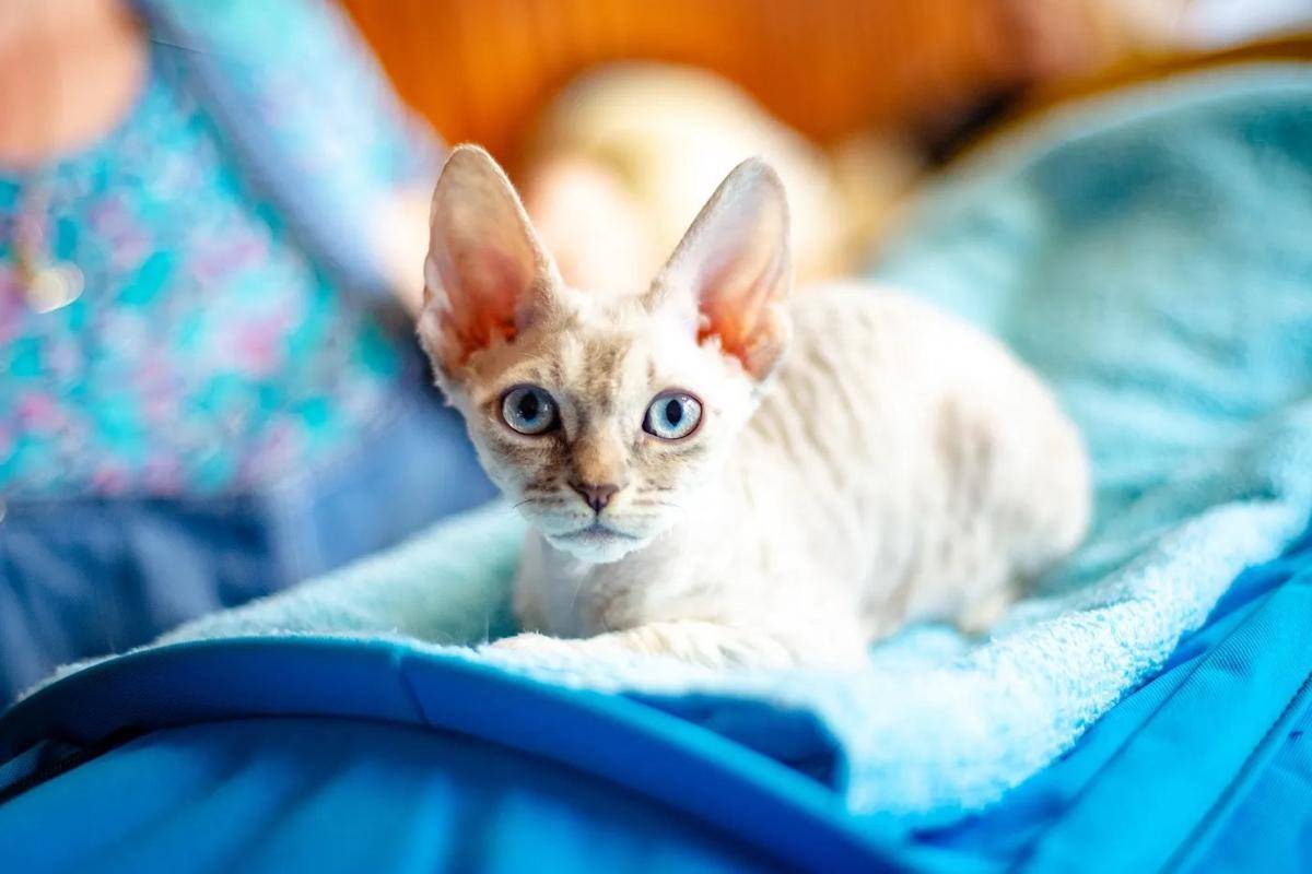 kucing German Rex (dok. zooplus.co.uk)