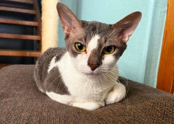 kucing German Rex (dok. scrumbles.co.uk)