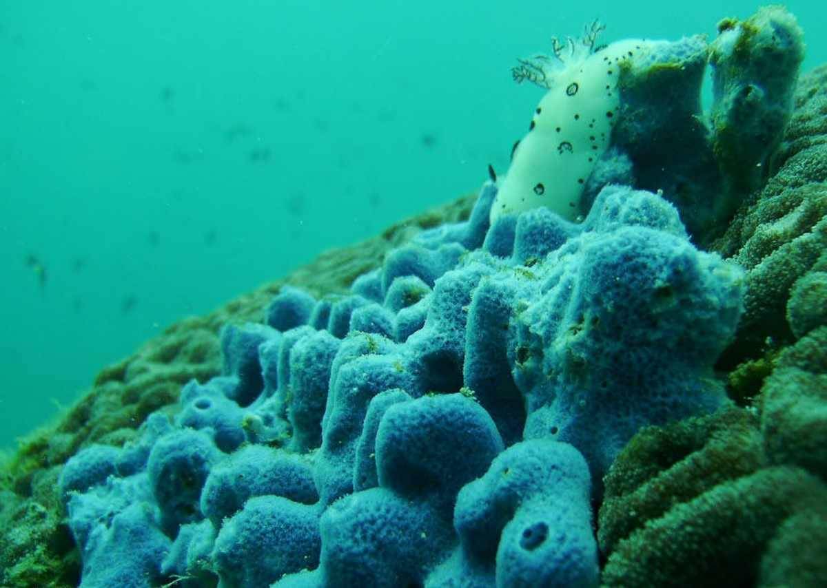 Biota Laut