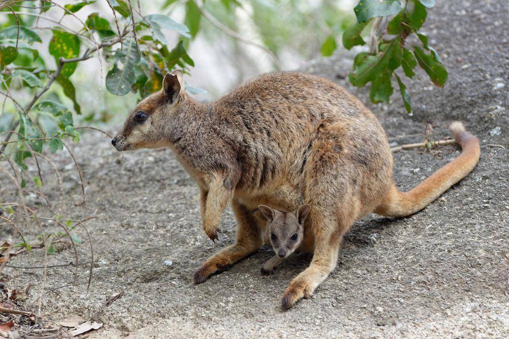 Mareeba Rock Wallaby