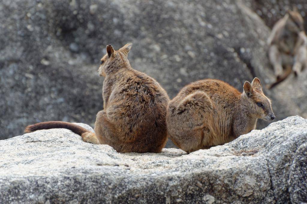 Mareeba Rock Wallaby