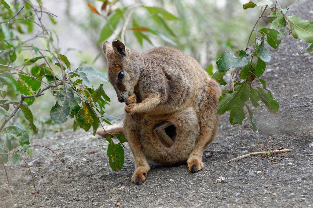 Mareeba Rock Wallaby