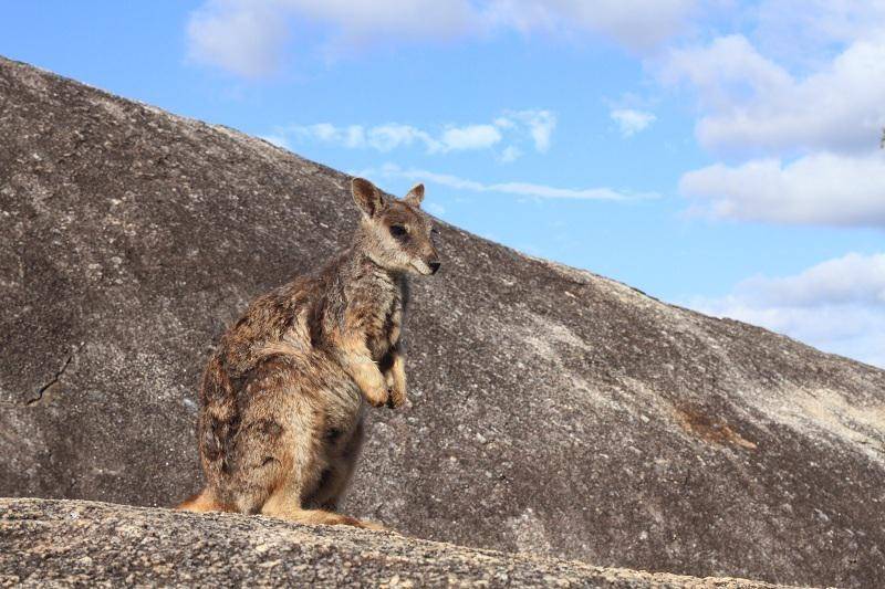 Mareeba Rock Wallaby