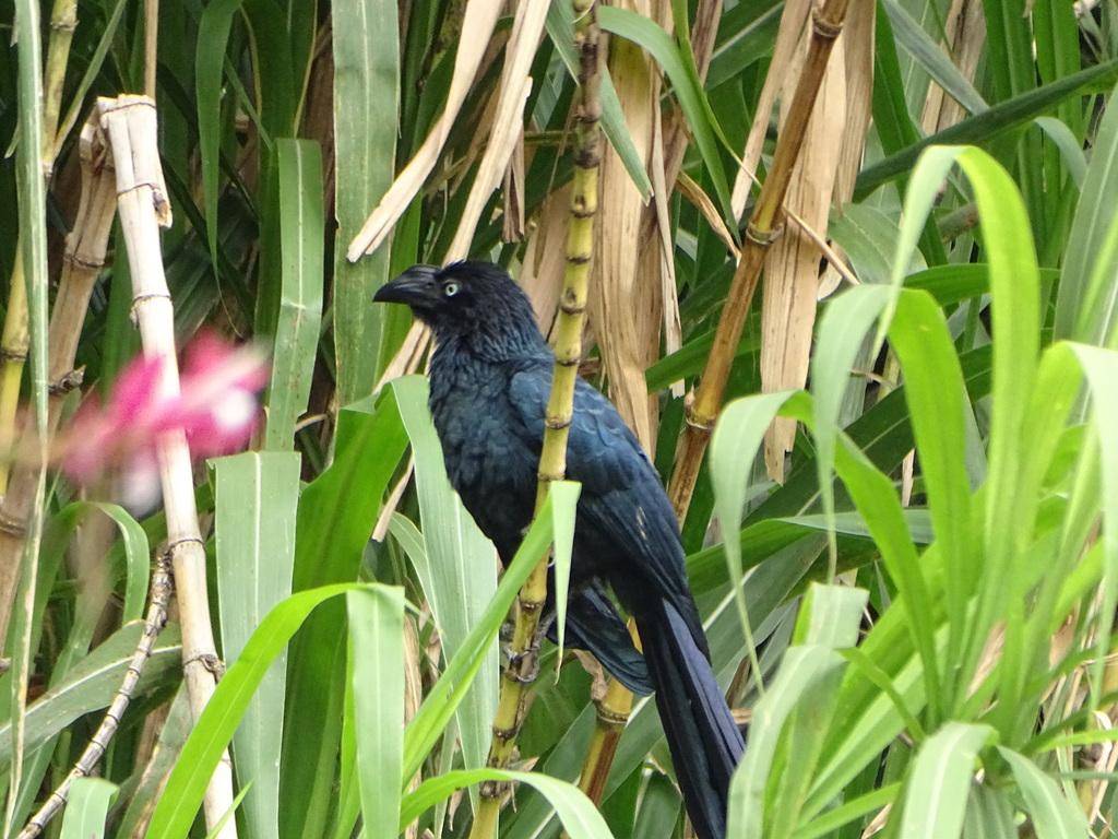 Burung Greater Ani