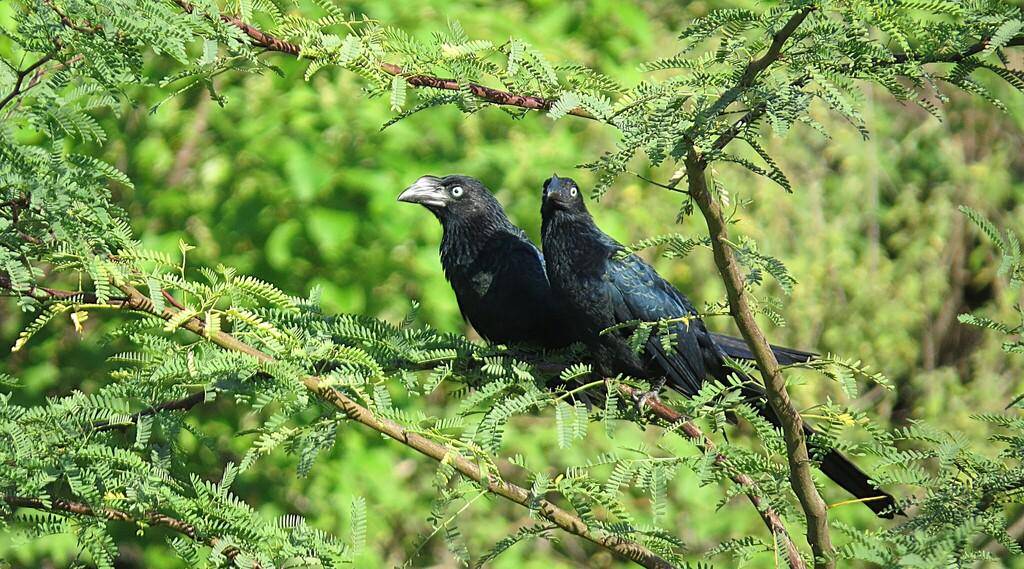 Burung Greater Ani