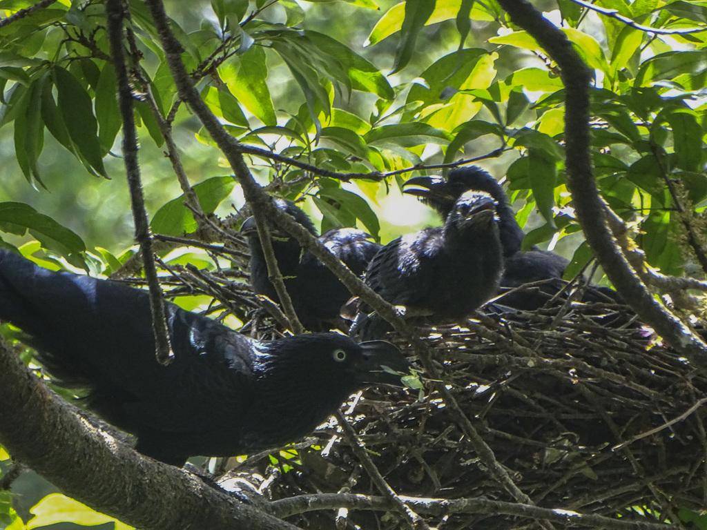Burung Greater Ani